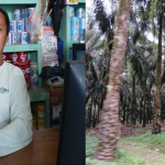 petani plasma PT.KLS, Sulianto