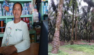 petani plasma PT.KLS, Sulianto