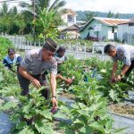 Kepala Lembaga Pemasyarakatan Kelas II B Luwuk, Efendi Wahyudi melakukan Panen hasil Tanam Warga Binaan