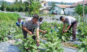 Kepala Lembaga Pemasyarakatan Kelas II B Luwuk, Efendi Wahyudi melakukan Panen hasil Tanam Warga Binaan
