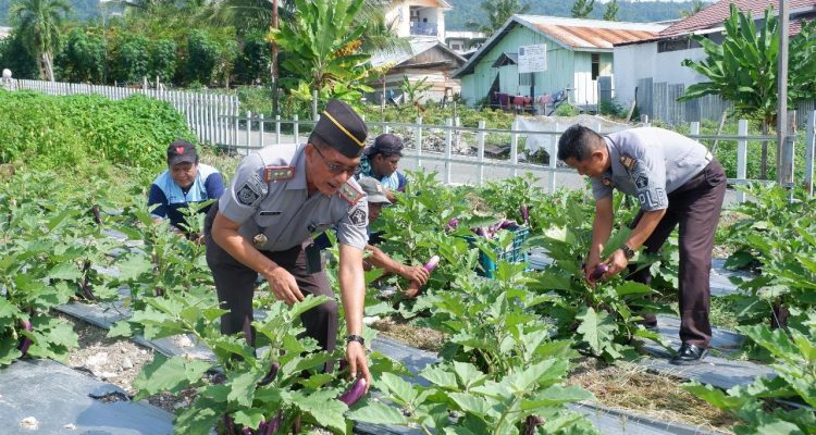 Kepala Lembaga Pemasyarakatan Kelas II B Luwuk, Efendi Wahyudi melakukan Panen hasil Tanam Warga Binaan