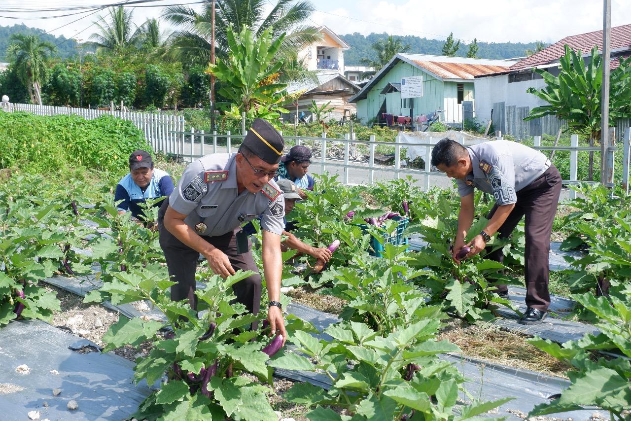 Kepala Lembaga Pemasyarakatan Kelas II B Luwuk, Efendi Wahyudi melakukan Panen hasil Tanam Warga Binaan
