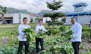 Kepala Lembaga Pemasyarakatan Kelas II B Luwuk, Muhammad Bahrun Melakukan Panen Raya Sayur Hasil Kerja Nyata Warga Binaan ) IST )