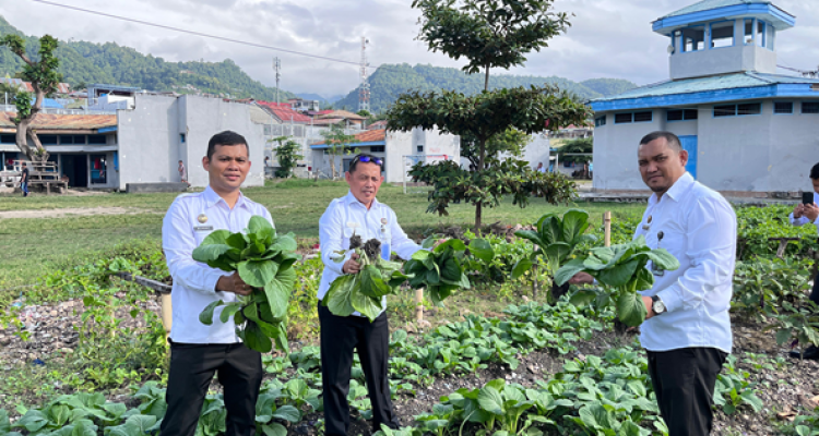 Kepala Lembaga Pemasyarakatan Kelas II B Luwuk, Muhammad Bahrun Melakukan Panen Raya Sayur Hasil Kerja Nyata Warga Binaan ) IST )