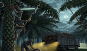 ILUSTRASI PENCURI SAWIT