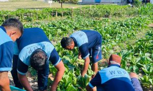 Warga Binaan Melaksanakan kegiatan panen sayur sawi di kebun dalam lapas