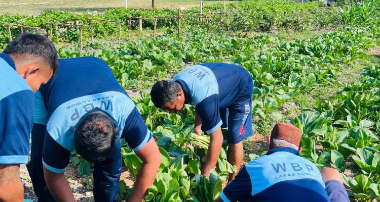 Warga Binaan Melaksanakan kegiatan panen sayur sawi di kebun dalam lapas