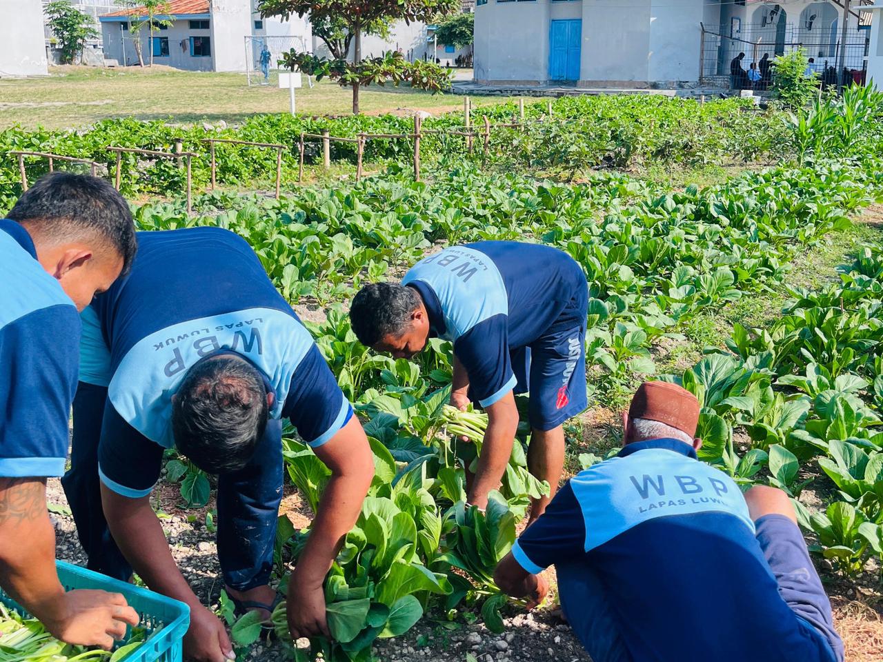 Warga Binaan Melaksanakan kegiatan panen sayur sawi di kebun dalam lapas