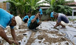 Warga Binaan Pemasyarakatan Lapas Kelas II B Luwuk Bekerjasama menanam Terong