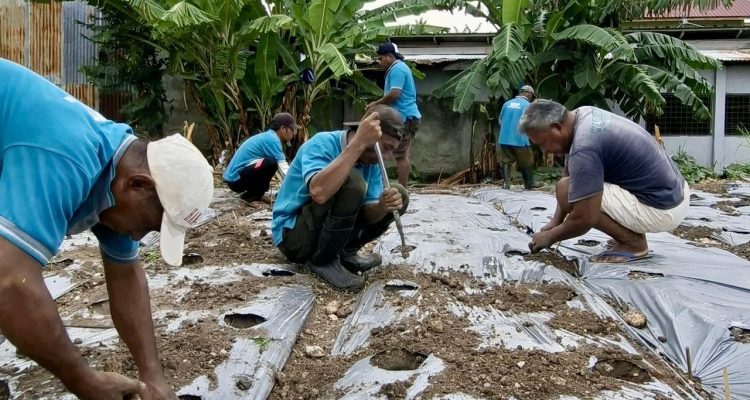 Warga Binaan Pemasyarakatan Lapas Kelas II B Luwuk Bekerjasama menanam Terong