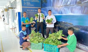Lapas Luwuk Panen Ratusan Kilo Sawi, Dukung Ketahanan Pangan Sesuai Arahan Menteri Imigrasi dan Pemasyarakatan