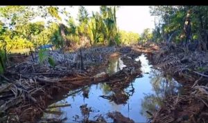 Keterangan Gambar : Lokasi Lahan Mangrove di Desa Torete, Kecamatan Bungku Pesisir, Kabupaten Morowali, yang rencananya akan dibebaskan PT. Teknik Alum Service (TAS)