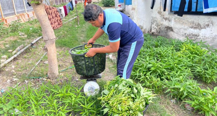 Produktivitas di Balik Tembok: Lapas Luwuk Kembali Panen Kangkung Sebanyak 20 Kg