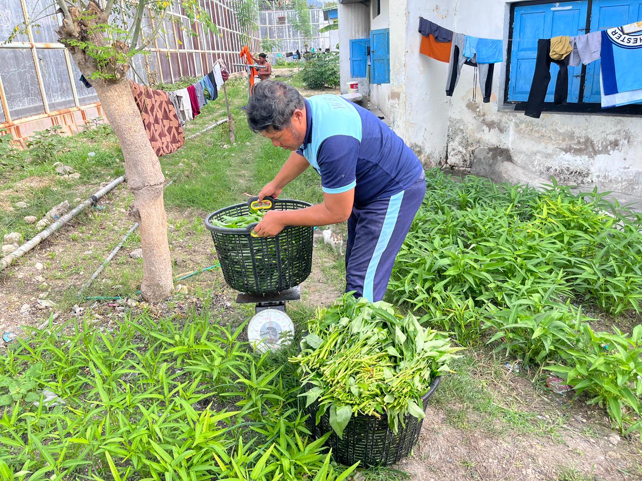 Produktivitas di Balik Tembok: Lapas Luwuk Kembali Panen Kangkung Sebanyak 20 Kg