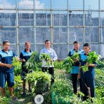 Dalam Sebulan, Lapas Luwuk Catat Panen Lebih dari Setengah Ton Sayuran: Wujud Komitmen Pembinaan dan Ketahanan Pangan Nasional