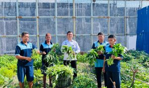 Dalam Sebulan, Lapas Luwuk Catat Panen Lebih dari Setengah Ton Sayuran: Wujud Komitmen Pembinaan dan Ketahanan Pangan Nasional
