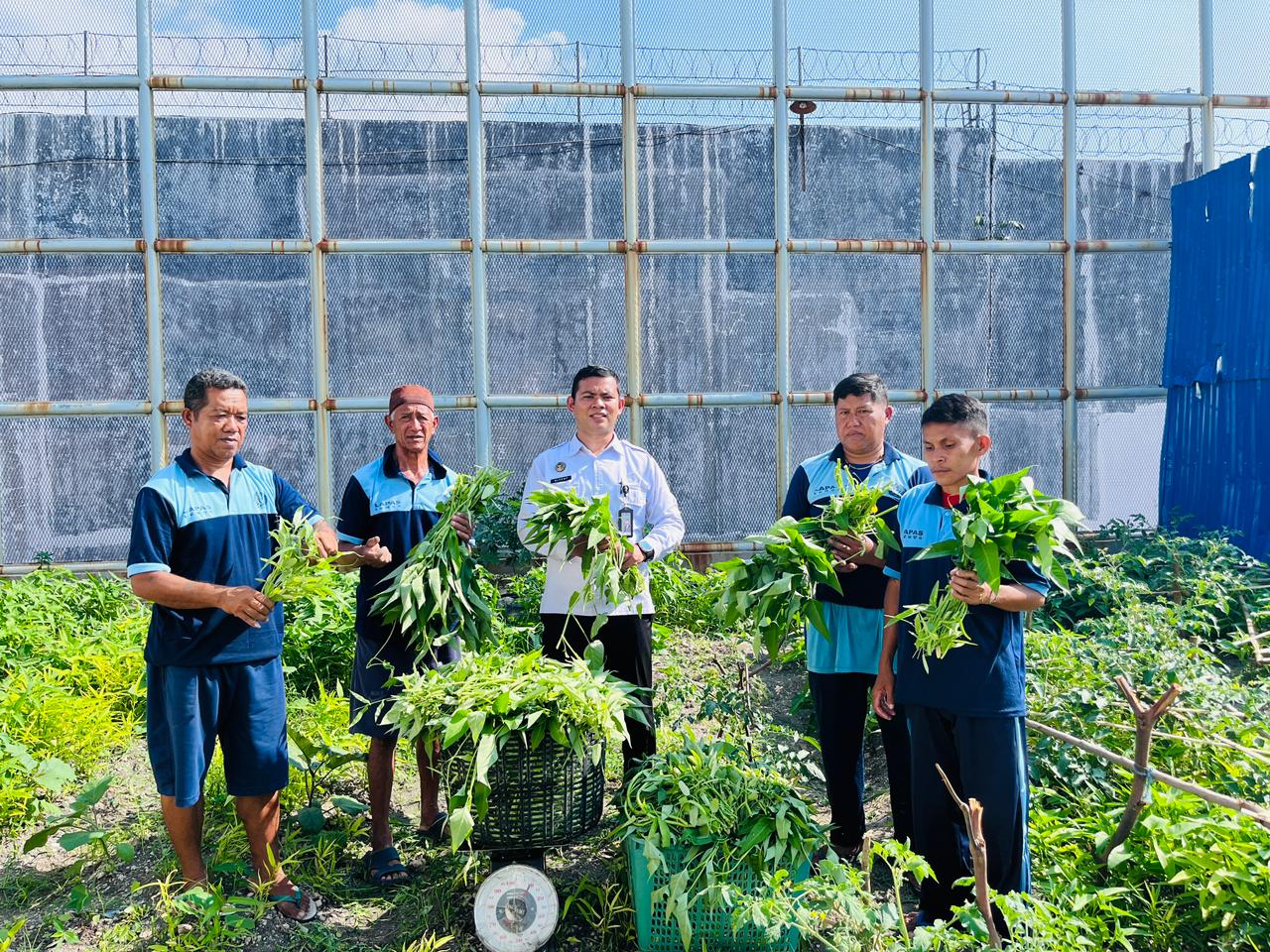 Dalam Sebulan, Lapas Luwuk Catat Panen Lebih dari Setengah Ton Sayuran: Wujud Komitmen Pembinaan dan Ketahanan Pangan Nasional