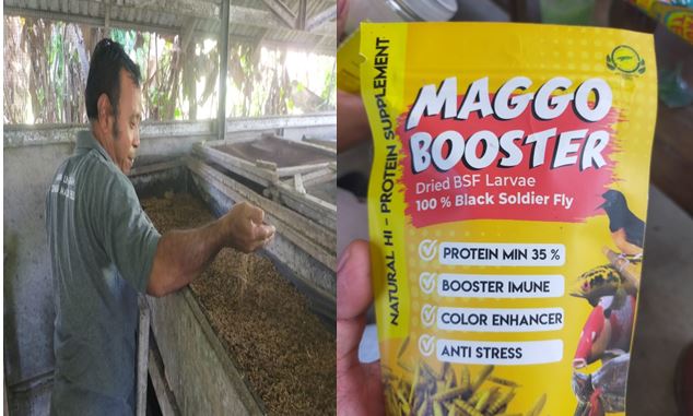 Ketua Kelompok BSF Toili Samsul menunjukkan Karupa dan Hasil Maggot yang siap di Pasarkan