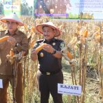 Kejati Sulteng Bersama Bupati Parigi Moutong Saat melakukan Panen Raya Jagung