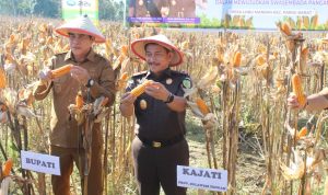 Kejati Sulteng Bersama Bupati Parigi Moutong Saat melakukan Panen Raya Jagung