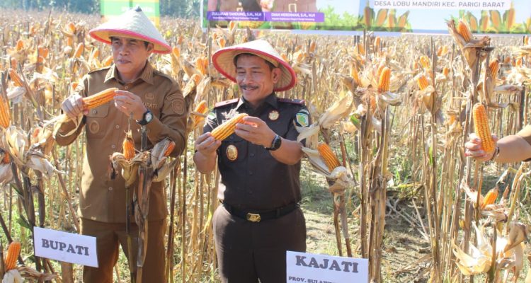Kejati Sulteng Bersama Bupati Parigi Moutong Saat melakukan Panen Raya Jagung