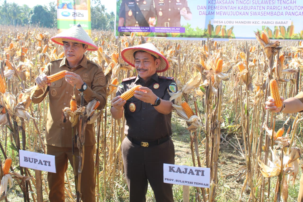 Kejati Sulteng Bersama Bupati Parigi Moutong Saat melakukan Panen Raya Jagung