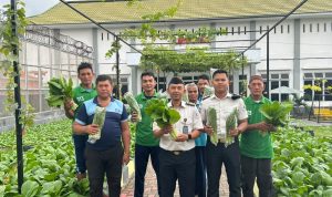 Kisah Sukses Warga Binaan Lapas Luwuk, Bertani dan Berkontribusi Didampingi Petugas Lapas Luwuk, Warga Binaan Lakukan Panen Sawi sebanyak 25 Kg