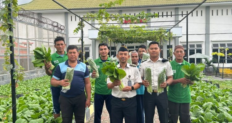 Didampingi Petugas Lapas Luwuk, Warga Binaan Lakukan Panen Sawi sebanyak 25 Kg