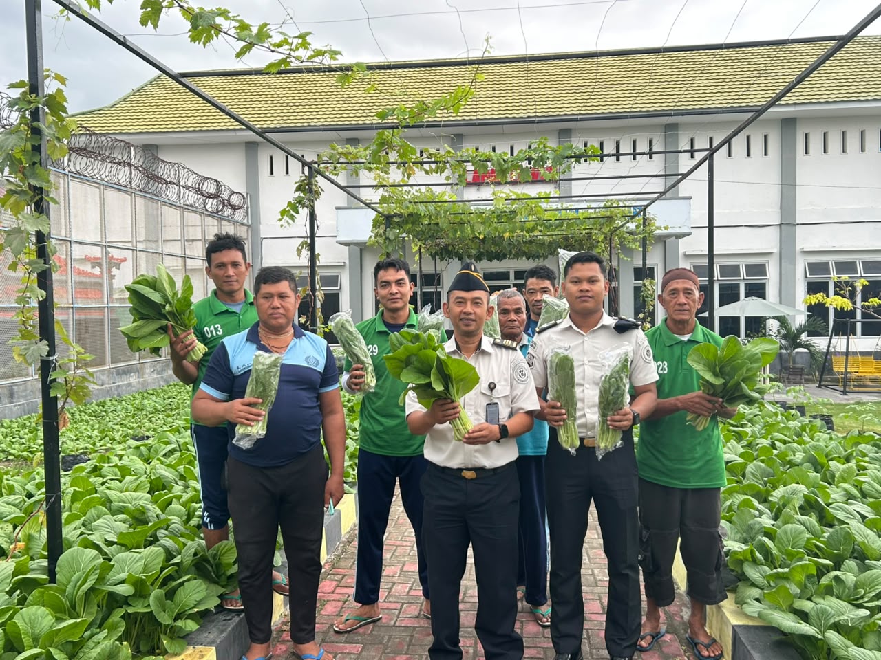 Didampingi Petugas Lapas Luwuk, Warga Binaan Lakukan Panen Sawi sebanyak 25 Kg
