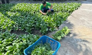 Lahan Sempit Bukan Halangan, Warga Binaan Lapas Luwuk Panen 20 Kg Pakcoy Warga Binaan Lapas Luwuk sedang Melaksanakan Panen Pakcoy Segar