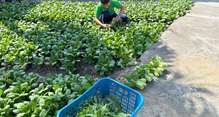 Warga Binaan Lapas Luwuk sedang Melaksanakan Panen Pakcoy Segar