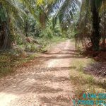 Pembersihan lokasi di areal perkebunan Sawit PT KLS di Desa Taronggo. Tampak pohon sawit yang menutupi badan jalan telah dibersihkan oleh pihak perusahaan, Selasa (6/10/2026).