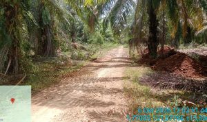 Dituding Semena-mena, PT KLS Beri Klarifikasi Tegas Terkait Akses Jalan Taronggo Morut Pembersihan lokasi di areal perkebunan Sawit PT KLS di Desa Taronggo. Tampak pohon sawit yang menutupi badan jalan telah dibersihkan oleh pihak perusahaan, Selasa (6/10/2026).