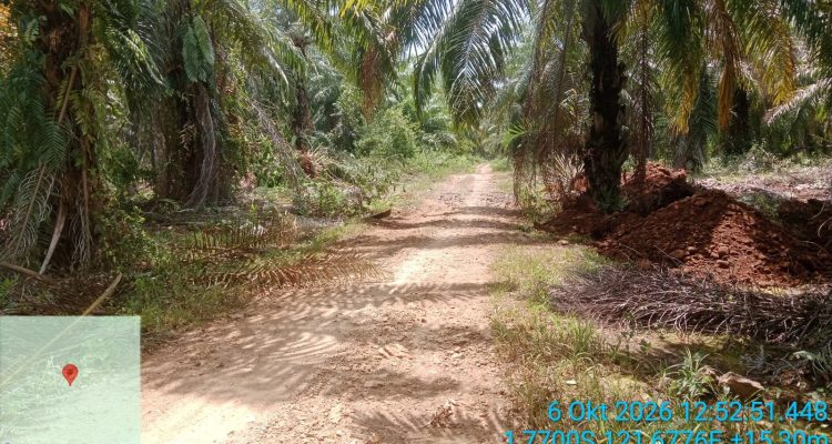 Pembersihan lokasi di areal perkebunan Sawit PT KLS di Desa Taronggo. Tampak pohon sawit yang menutupi badan jalan telah dibersihkan oleh pihak perusahaan, Selasa (6/10/2026).