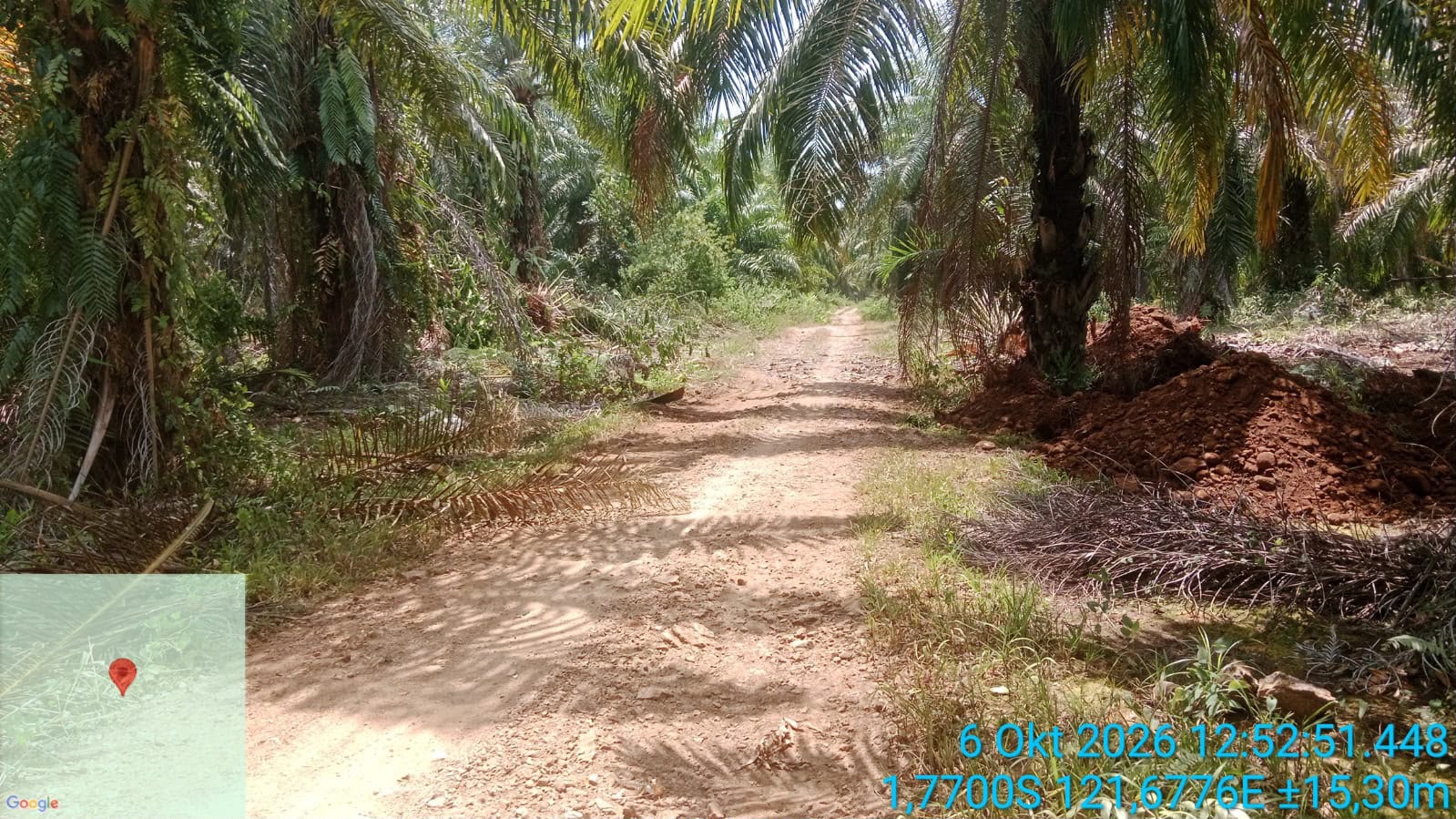 Pembersihan lokasi di areal perkebunan Sawit PT KLS di Desa Taronggo. Tampak pohon sawit yang menutupi badan jalan telah dibersihkan oleh pihak perusahaan, Selasa (6/10/2026).
